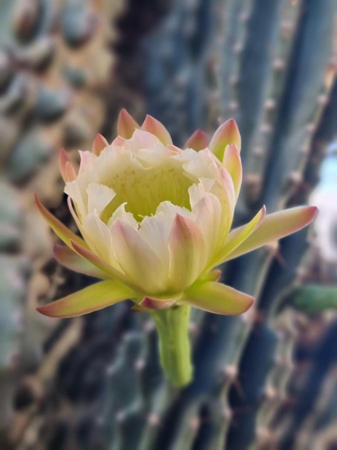 Cactus - Blooming Garden Apartments Kalamata Luaran gambar